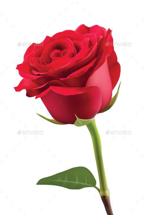 Rose, Vectors | GraphicRiver