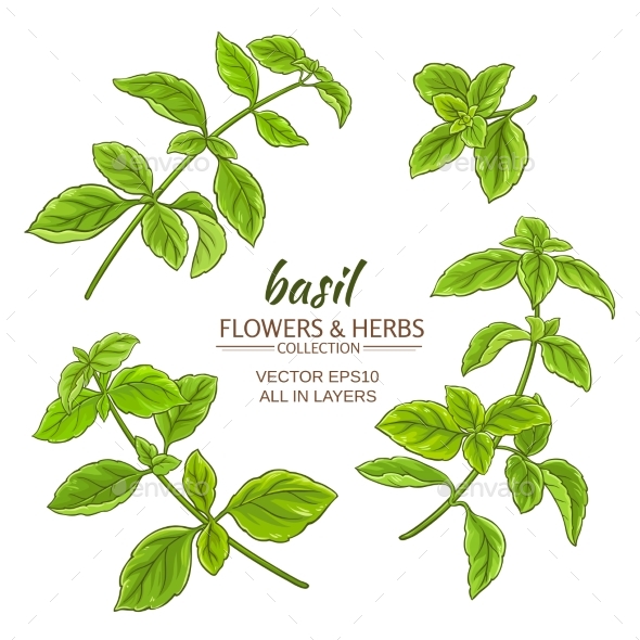 Basil Vector Set, Vectors | GraphicRiver