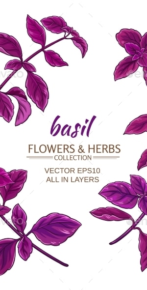 Basil Vector Set, Vectors | GraphicRiver