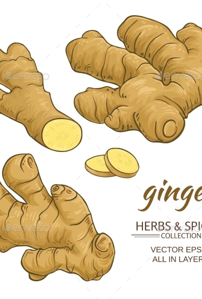 Ginger Roots Vector Set, Vectors | GraphicRiver