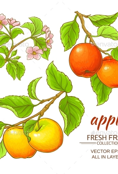 Apple Vector Set, Vectors | GraphicRiver