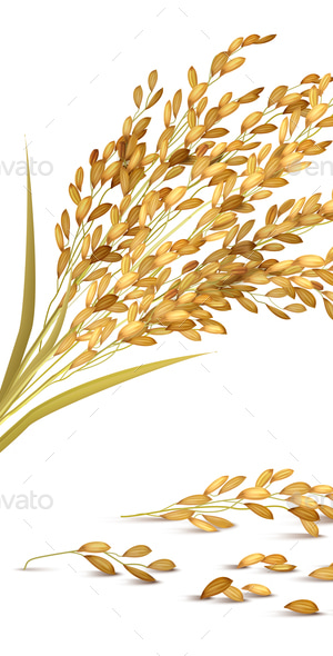 Rice Grain Illustration, Vectors | GraphicRiver