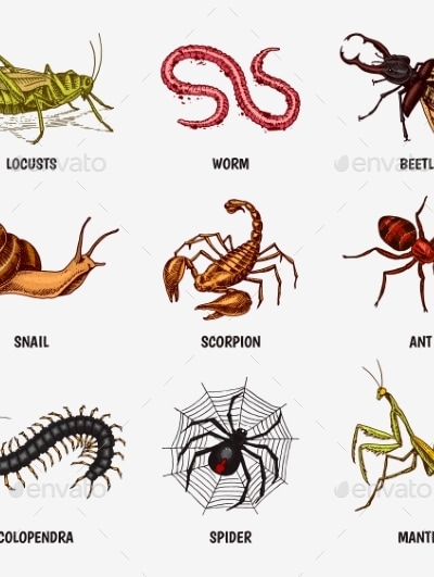 Set of Insects, Vectors | GraphicRiver