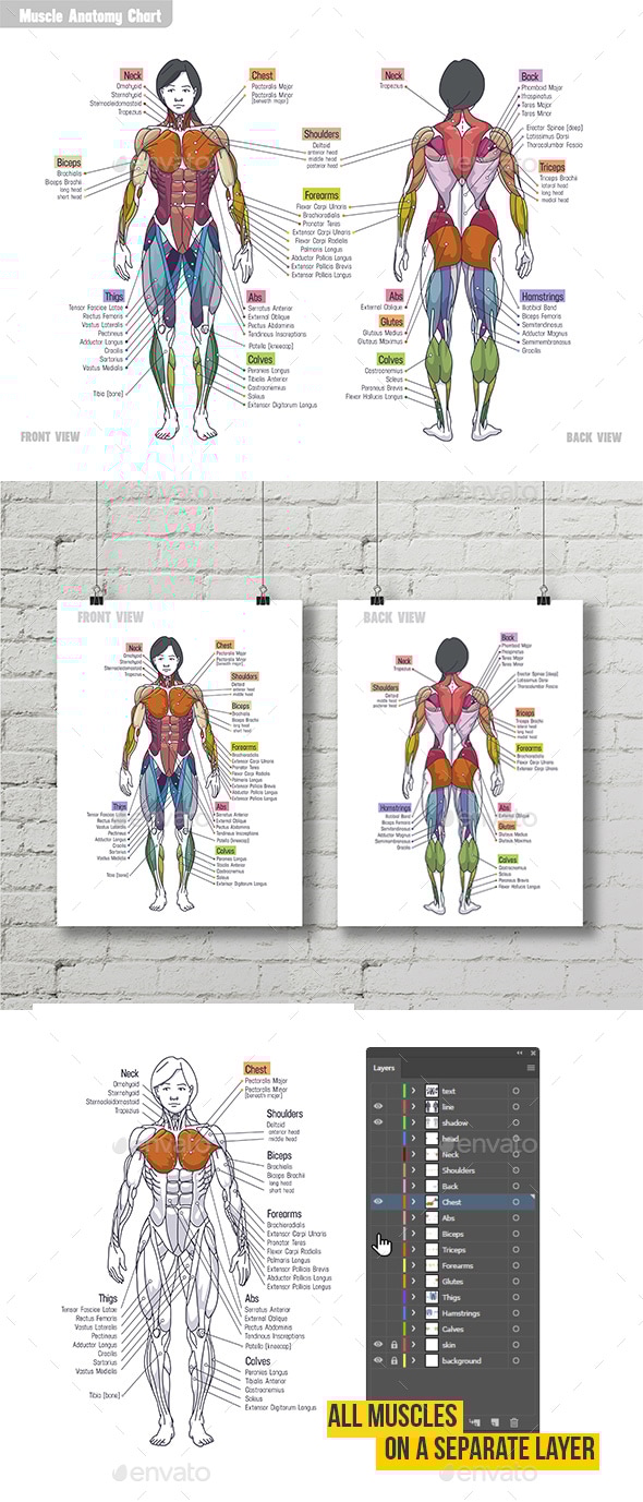 Women Muscle Anatomy Сhart, Vectors | GraphicRiver