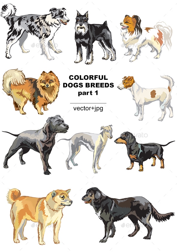 Colorful Dogs Breeds, Vectors GraphicRiver