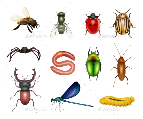 Insects, Vectors | GraphicRiver