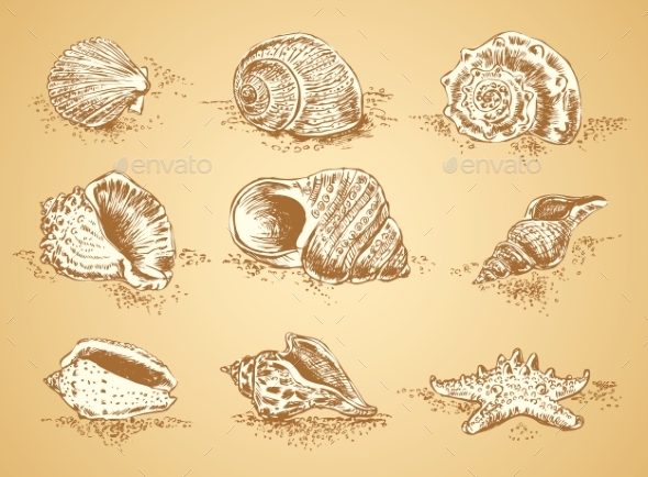 Collection Graphic Images Seashell Vector Set, Vectors | GraphicRiver