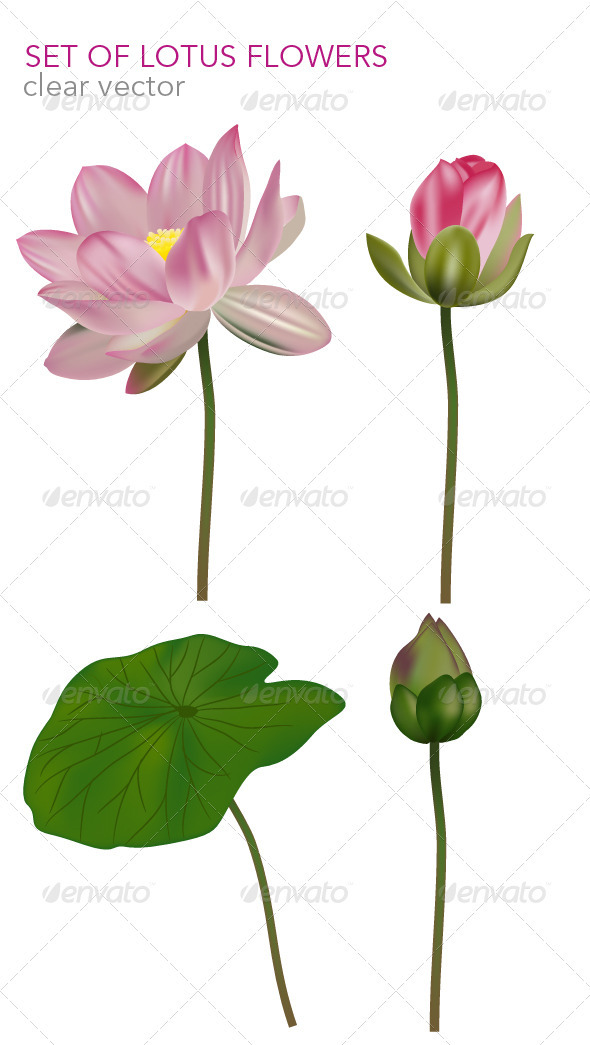 Set of lotus flowers ( vector base ), Vectors | GraphicRiver