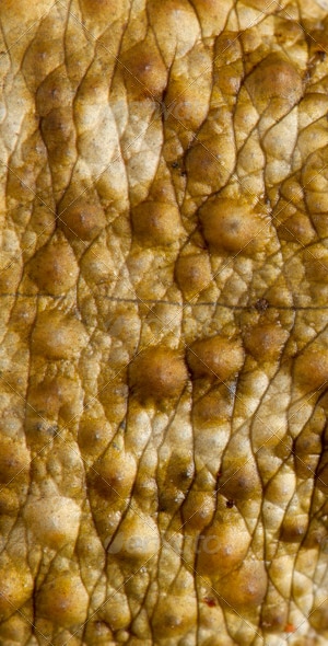 Close-up of Frog Skin, Textures | GraphicRiver