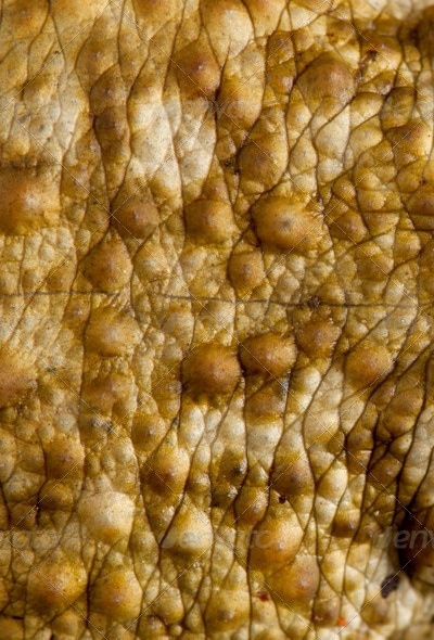 Close-up of Frog Skin, Textures | GraphicRiver