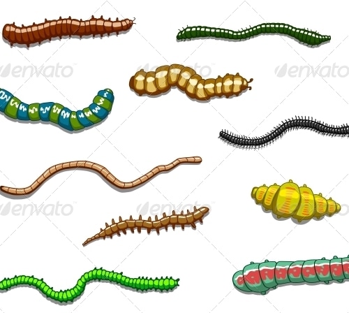 Worms, slugs and caterpillars, Vectors | GraphicRiver