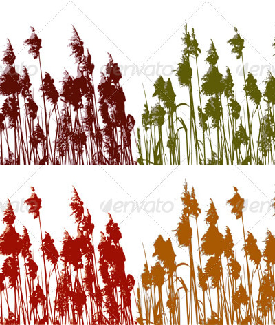 Reed, Vectors | GraphicRiver