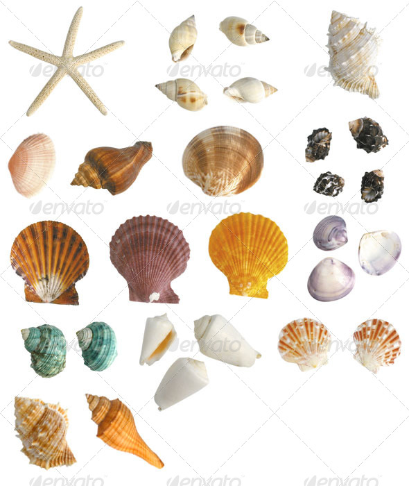 Sea Shells Collection, Isolated Objects | GraphicRiver