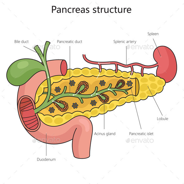 Pancreas Structure Diagram Medical Science, Vectors | GraphicRiver