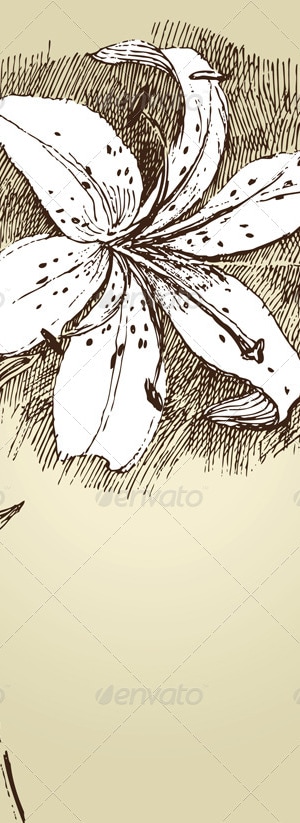 Lilly Flower, Vectors | GraphicRiver