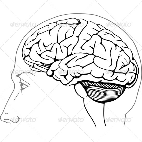 Human Brain, Vectors | GraphicRiver