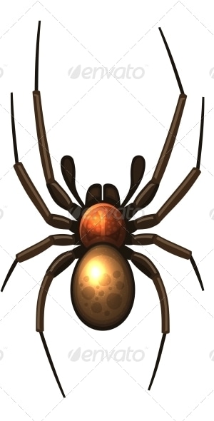 Spider, Vectors | GraphicRiver