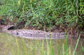 Mugger crocodile or Crocodylus palustris on river bank Mugger crocodile or Crocodylus palustris on river bank - PhotoDune Item for Sale