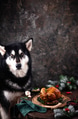 Alaskan malamute dg sits near Christmas baked chicken Alaskan malamute dg sits near Christmas baked chicken - PhotoDune Item for Sale