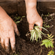 Natural background. Close-up of an elderly woman's hands. Summer. A woman grows flowers seedlings Natural background. Close-up of an elderly woman's hands. Summer. A woman grows flowers seedlings - PhotoDune Item for Sale