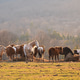 Horses eating hay bale in field, pasture, dawn sunrise morning light, rural scene, room for text Horses eating hay bale in field, pasture, dawn sunrise morning light, rural scene, room for text - PhotoDune Item for Sale