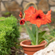 Springtime amaryllis Springtime amaryllis - PhotoDune Item for Sale