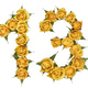 Arabic numeral 13, thirteen, from yellow flowers of rose, isolated on ...