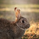 Wild Rabbit Resting Peacefully on Mossy Ground in Soft Natural Light Outdoors. Wild Rabbit Resting Peacefully on Mossy Ground in Soft Natural Light Outdoors. - PhotoDune Item for Sale