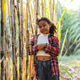 A young child stands confidently among tall sugarcane stalks, surrounded by natural light. A young child stands confidently among tall sugarcane stalks, surrounded by natural light. - PhotoDune Item for Sale