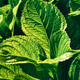Sunlight shining through lush green leaves texture Sunlight shining through lush green leaves texture - PhotoDune Item for Sale