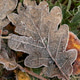 leaf is covered with frost brownish-green color. leaf lies on ground and is surrounded by grass. leaf is covered with frost brownish-green color. leaf lies on ground and is surrounded by grass. - PhotoDune Item for Sale