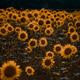 beautiful sunflowers field beautiful sunflowers field - PhotoDune Item for Sale