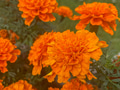 Close up of Indian inc agenda Marigold Flowers Growing in a garden, selective focus. Close up of Indian inc agenda Marigold Flowers Growing in a garden, selective focus. - PhotoDune Item for Sale