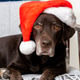 chocolate labrador wearing red Santa hat. cute pet is lying on a chair. a pet poses for picture. chocolate labrador wearing red Santa hat. cute pet is lying on a chair. a pet poses for picture. - PhotoDune Item for Sale