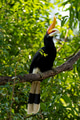 The rhinoceros hornbill (Buceros rhinoceros) is a large species of forest hornbill (Bucerotidae). The rhinoceros hornbill (Buceros rhinoceros) is a large species of forest hornbill (Bucerotidae). - PhotoDune Item for Sale