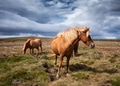 Horses in Iceland. Horse and pony on the Westfjord in Iceland. Composition with wild animals. Horses in Iceland. Horse and pony on the Westfjord in Iceland. Composition with wild animals. - PhotoDune Item for Sale