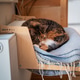 Calico cat basking near hot radiator on convenient cozy shelf, kitty during heating season in winter Calico cat basking near hot radiator on convenient cozy shelf, kitty during heating season in winter - PhotoDune Item for Sale