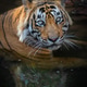 Tiger with reflection in water Tiger with reflection in water - PhotoDune Item for Sale