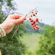female hand holds bouquet of red wild strawberries on blurred natural background,Russia. Close up. female hand holds bouquet of red wild strawberries on blurred natural background,Russia. Close up. - PhotoDune Item for Sale