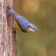 Eurasian Nuthatch Climbing Down Tree Trunk, Drenthe, Netherlands Eurasian Nuthatch Climbing Down Tree Trunk, Drenthe, Netherlands - PhotoDune Item for Sale
