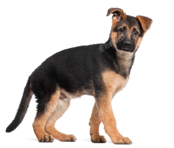 German Shepherd puppy, months old, standing in front of white