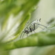 Close up of a very small bug between plant leaf Close up of a very small bug between plant leaf - PhotoDune Item for Sale