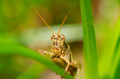 Grasshopper on a green leaf Grasshopper on a green leaf - PhotoDune Item for Sale