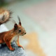 little red squirrel with tassels on the ears sits on a stone little red squirrel with tassels on the ears sits on a stone - PhotoDune Item for Sale