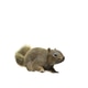Squirrel with fluffy Fur in standing or jump pose isolated on White Background with Clipping Path. Squirrel with fluffy Fur in standing or jump pose isolated on White Background with Clipping Path. - PhotoDune Item for Sale