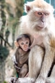 Mother and child Macaque monkey in the batu caves of malaysia Mother and child Macaque monkey in the batu caves of malaysia - PhotoDune Item for Sale