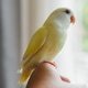 Pets in the house, cute little yellow birds. Pets in the house, cute little yellow birds. - PhotoDune Item for Sale