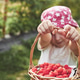 Cute little preschool girl showing basket full of freshly picked raspberries. Cute little preschool girl showing basket full of freshly picked raspberries. - PhotoDune Item for Sale