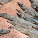 Crocodiles sunbathing on the shore in a Moroccan wildlife reserve during midday Crocodiles sunbathing on the shore in a Moroccan wildlife reserve during midday - PhotoDune Item for Sale