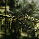 Moss-Covered Branch in Forest Glow Moss-Covered Branch in Forest Glow - PhotoDune Item for Sale